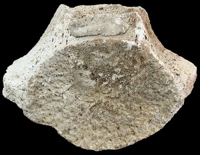 Fossil Whale Vertebrae - Yorktown Formation #50855